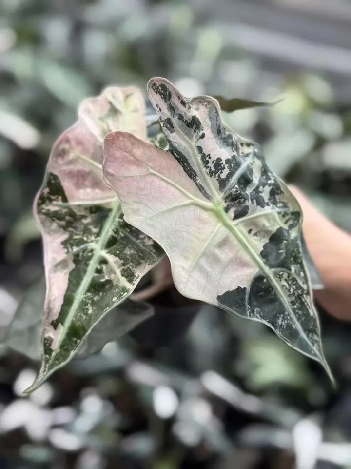 Rares + 1$ starts! Giveaways!