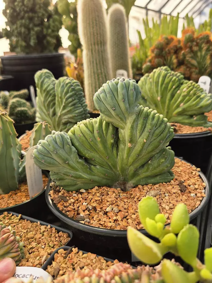 Rare cactus and succulents 💚