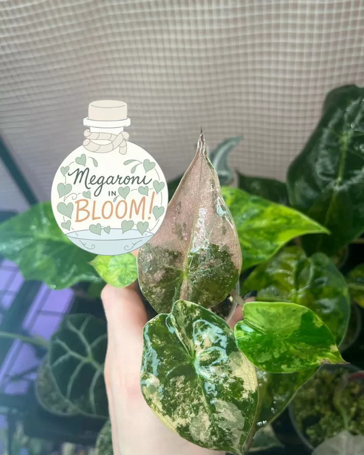 Down in the Tent 🫣🏕️🌸