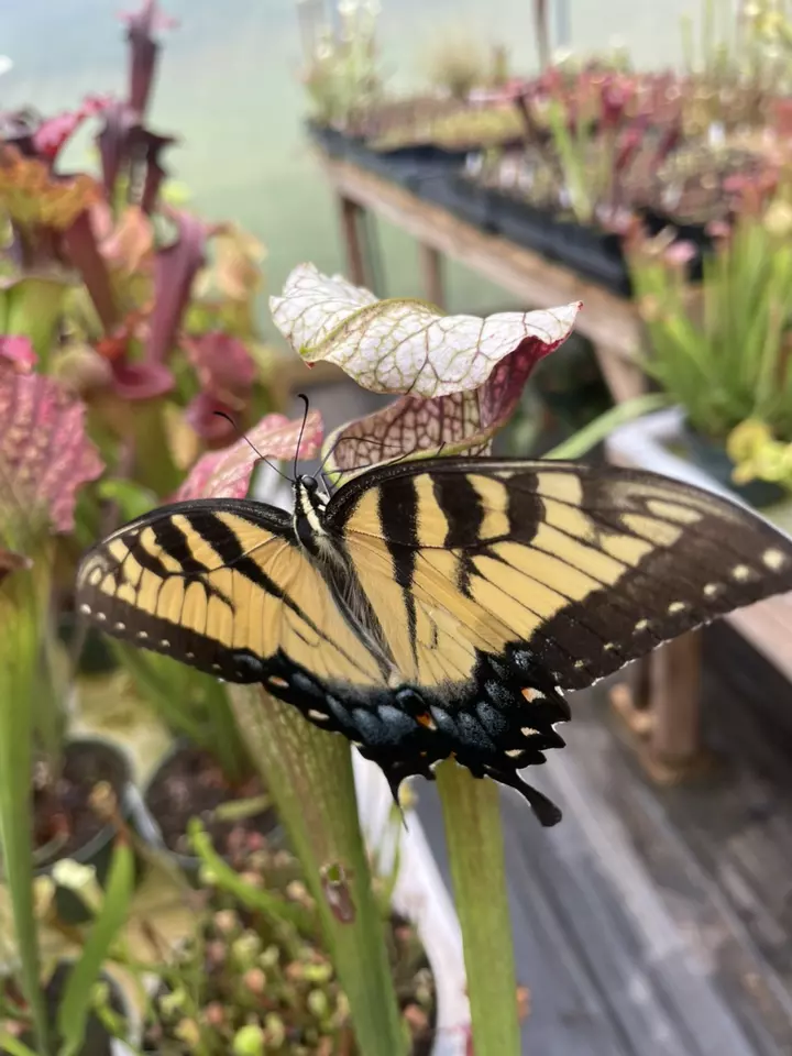 Plant work on Sunday afternoon