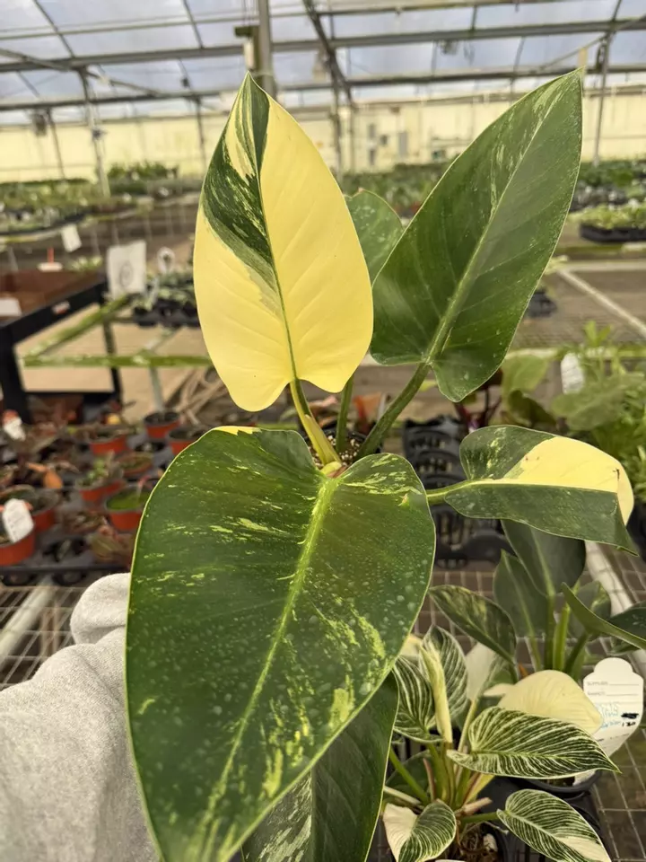 Lots of Alocasia, Philo, Hoya, & rare finds!!!