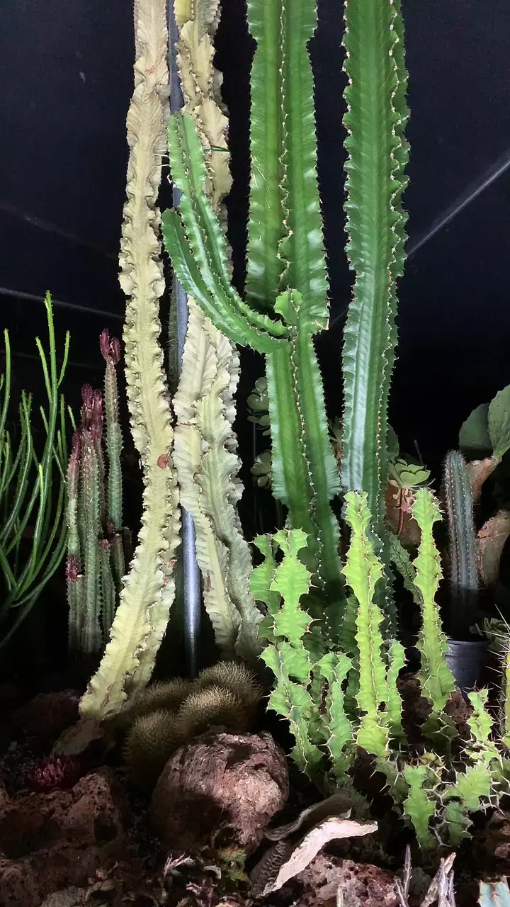 🌵Wheel of Fortune & ASMR LIVESTREAM!!!🌵