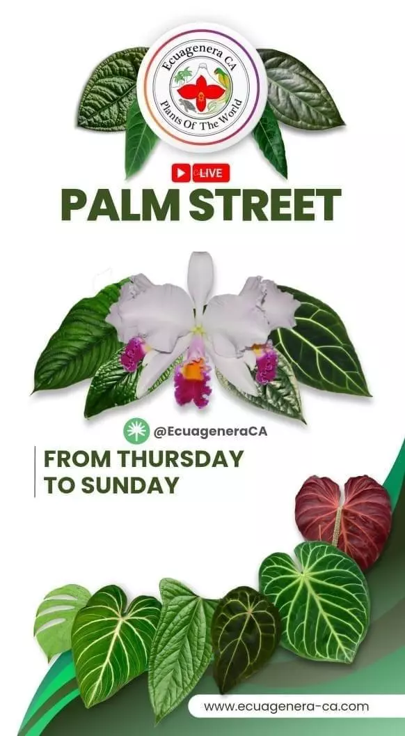 🪴🤗Live sales with Fresh Import👌