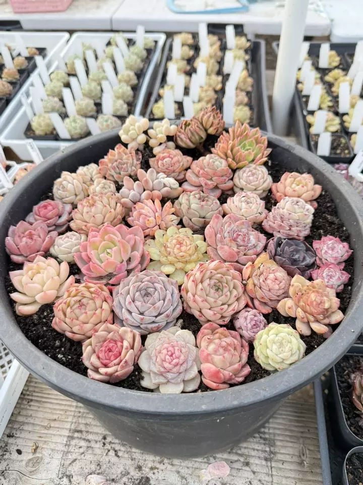 New haworthia and echeveria