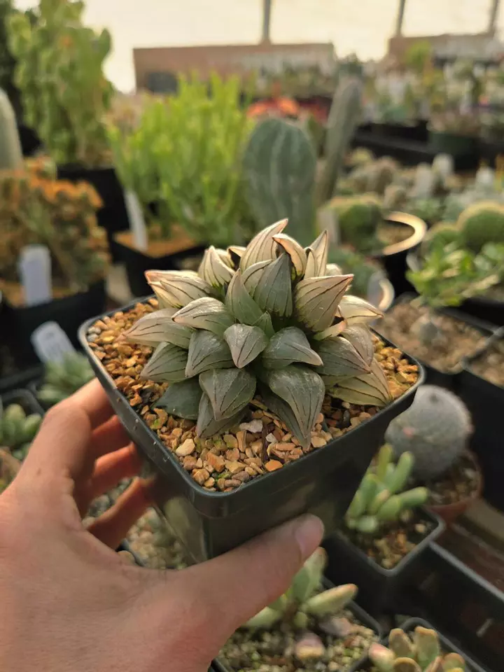 Rare cactus and succulents 💚