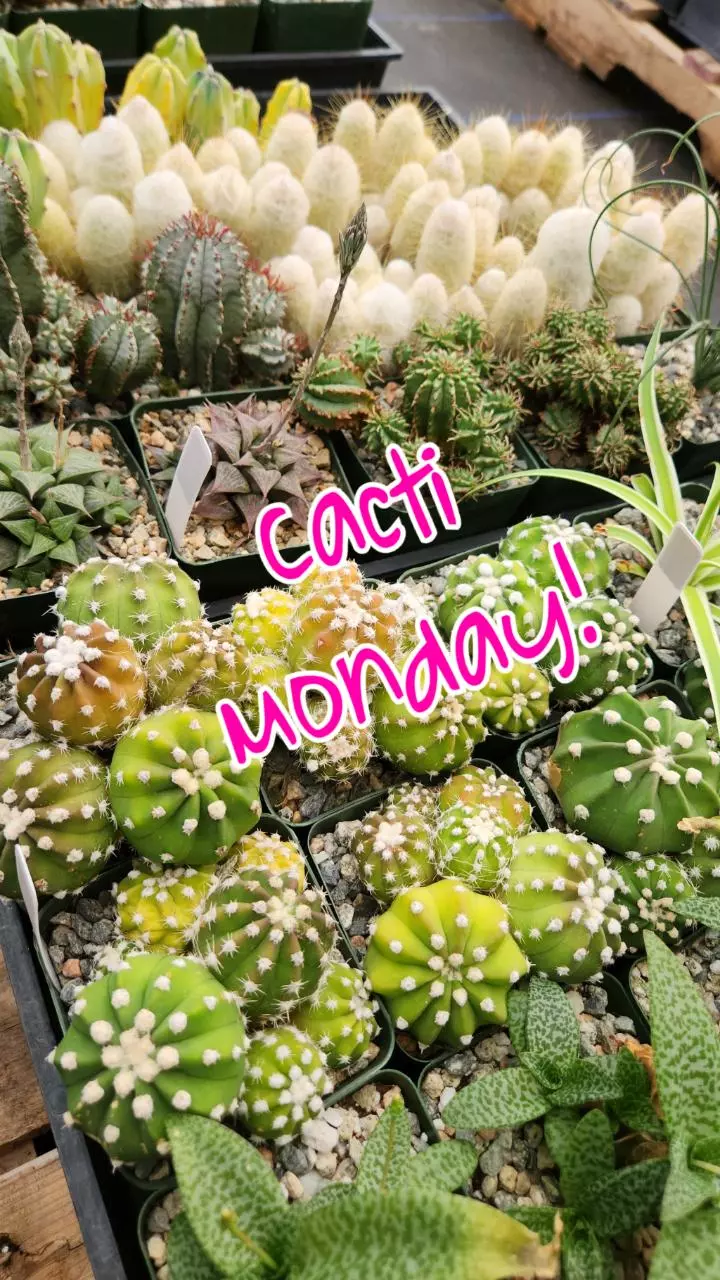 Succulents & Cacti!