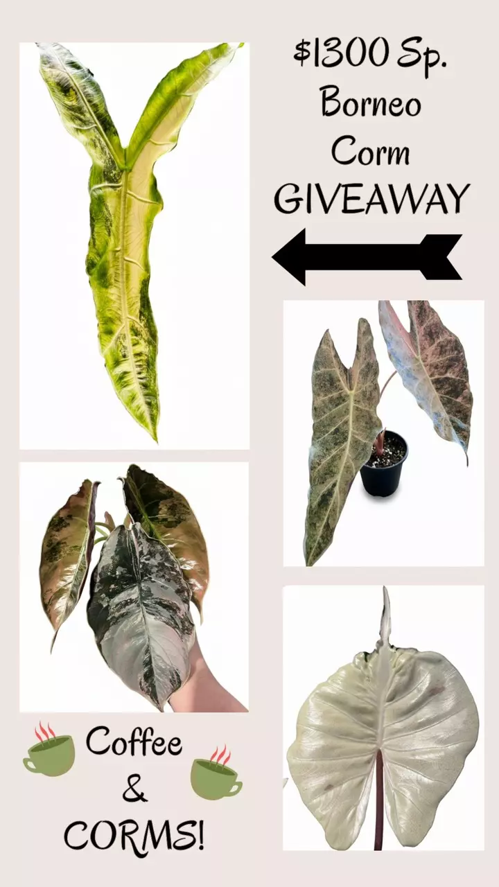 Coffee and cormies!!!