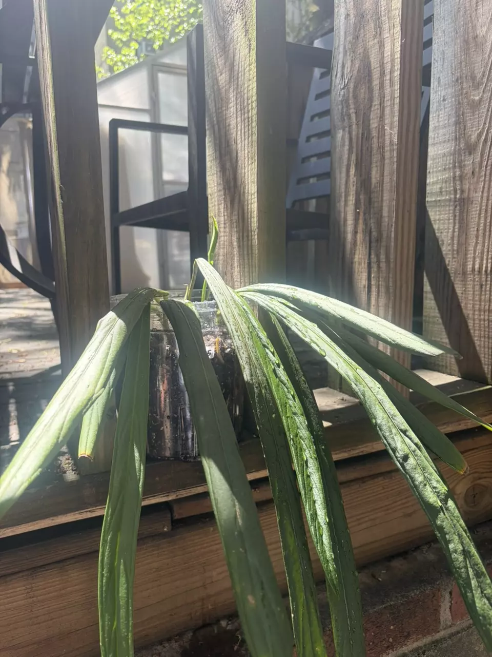 Anthurium Indanza thumbnail