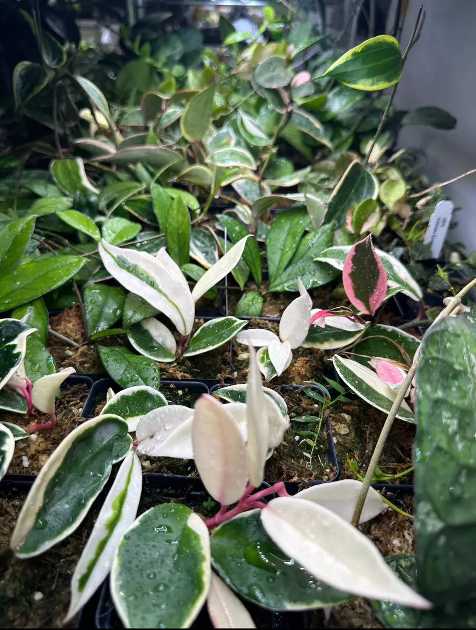 TWO mystery Hoya thumbnail