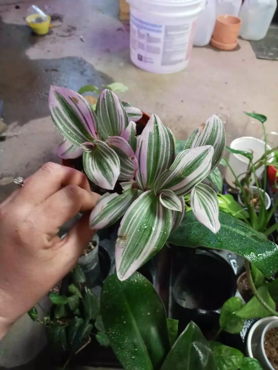 Nanouk Tradescantia thumbnail