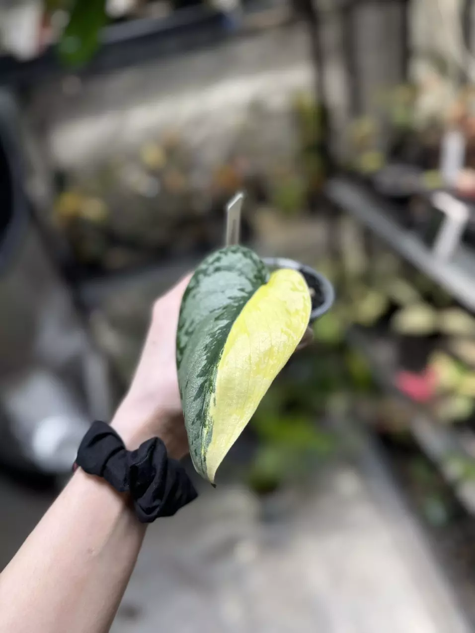 Scindapsus Morning Star thumbnail