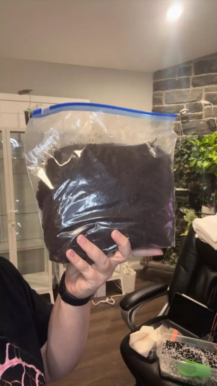 Gallon tree fern thumbnail