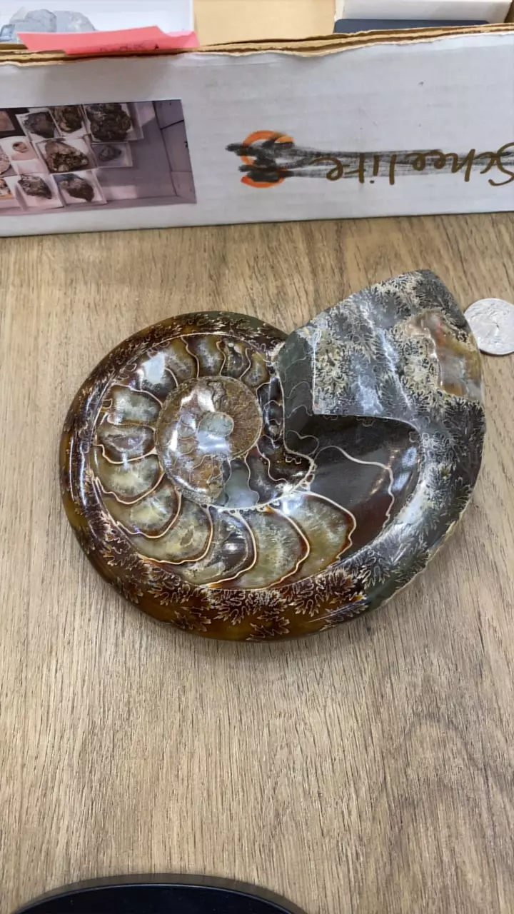 Ammonite bowl thumbnail