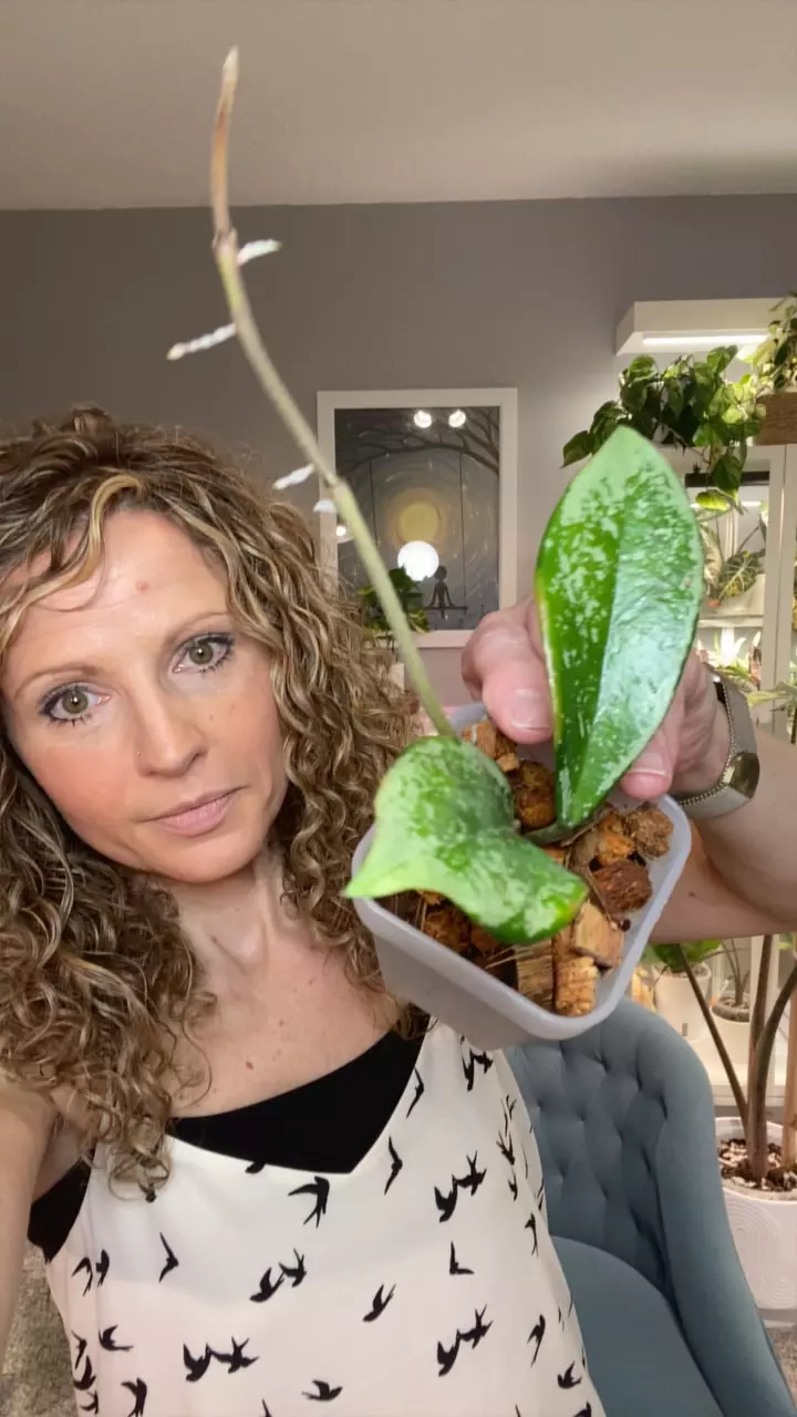 Hoya Silver Moon thumbnail