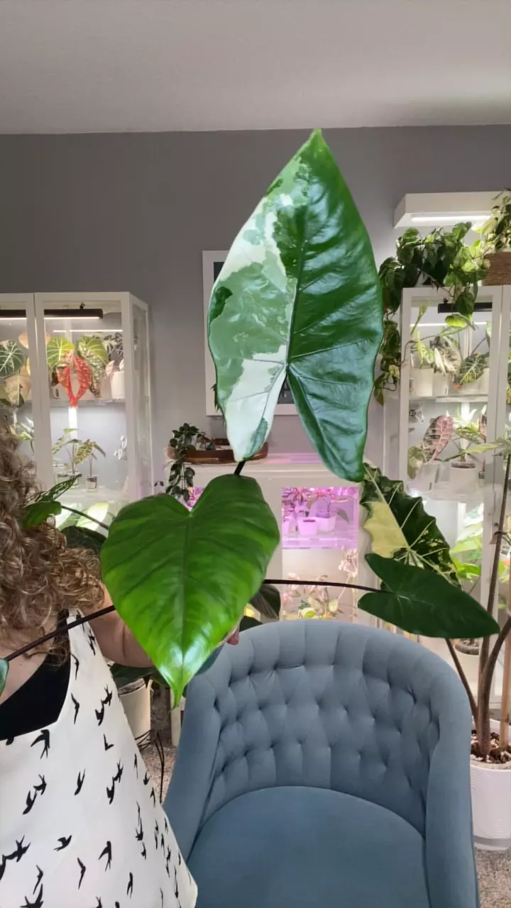 Alocasia Black Stem variegated thumbnail