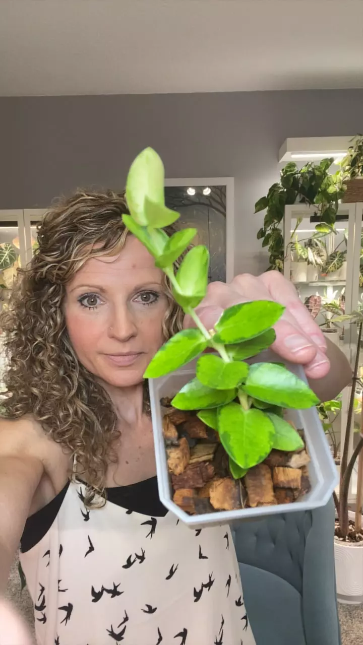 Hoya Cumingiana inner variegated thumbnail