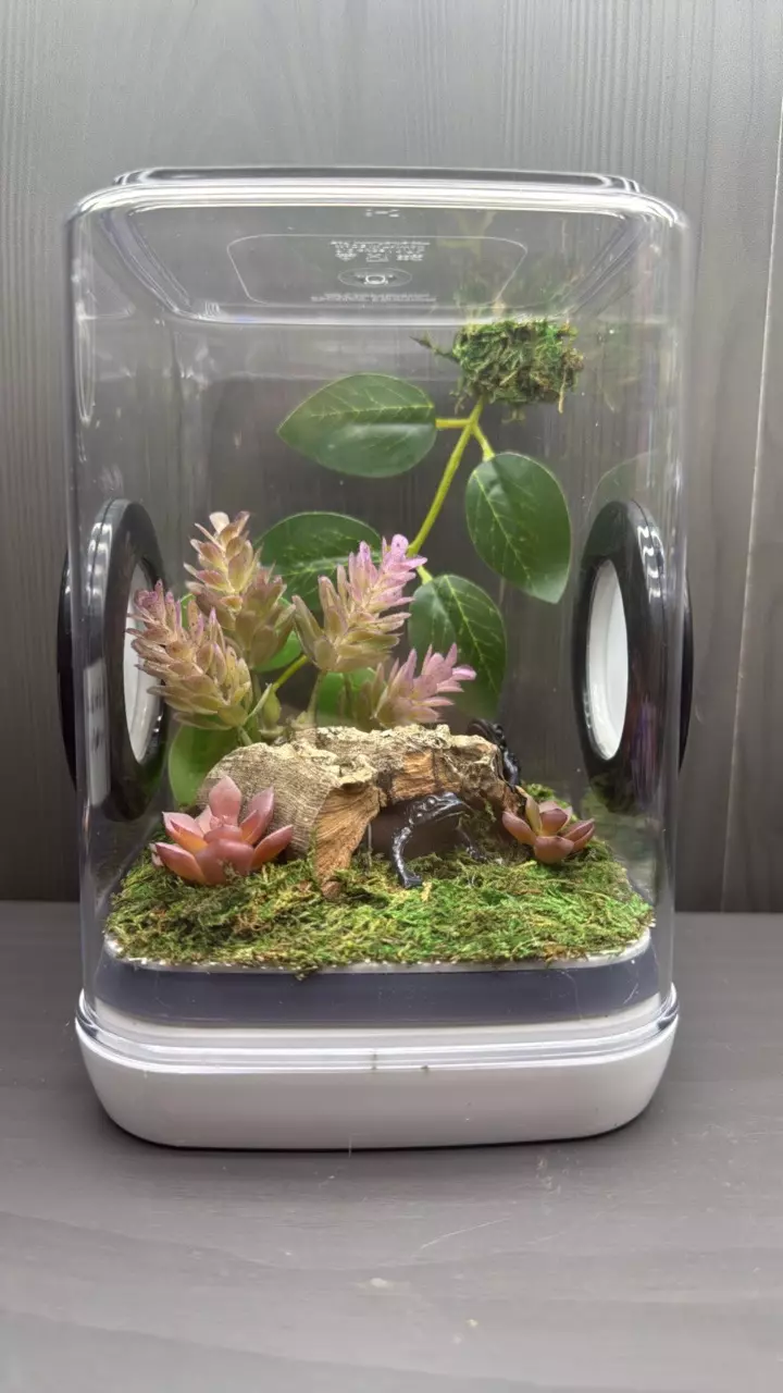 Frog enclosure thumbnail