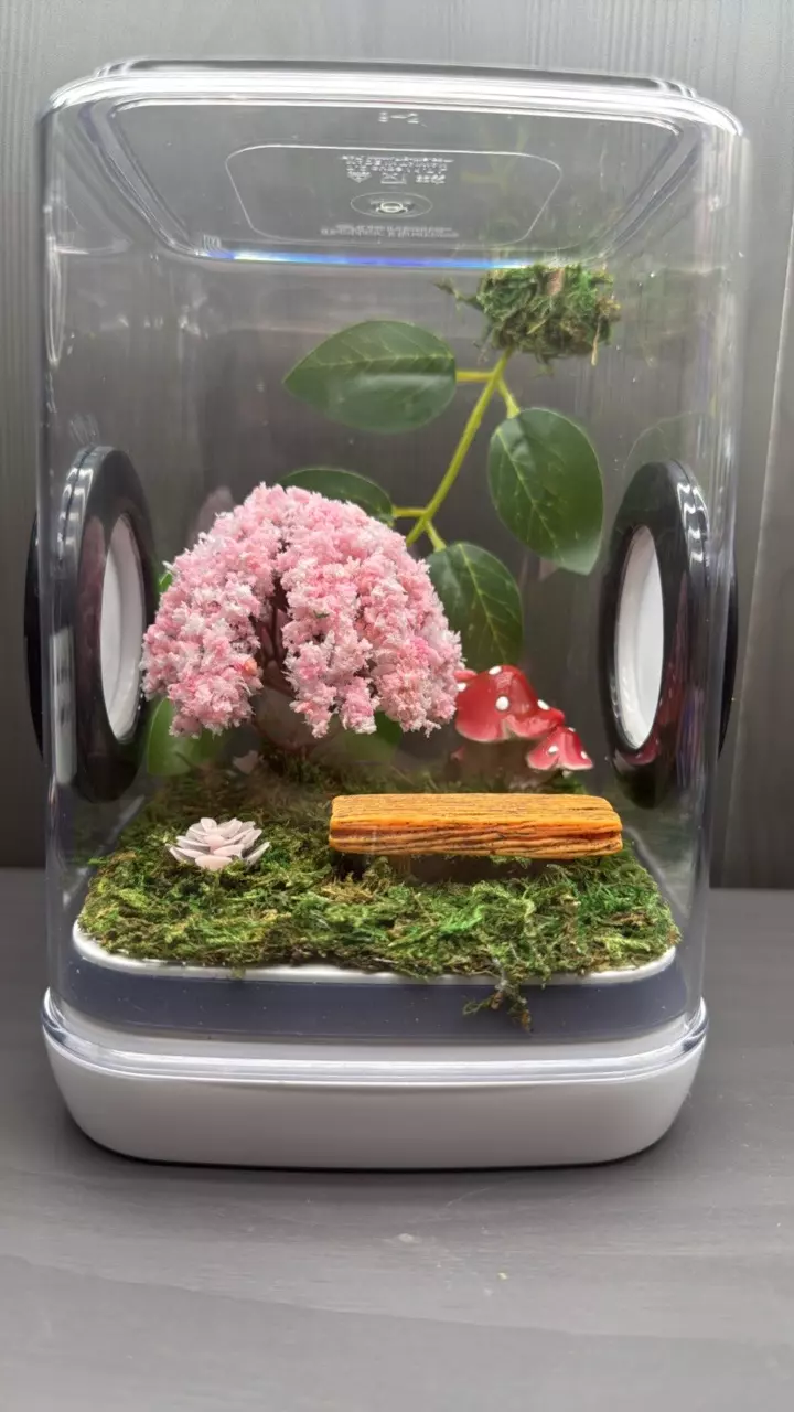 Cherry blossom tree thumbnail