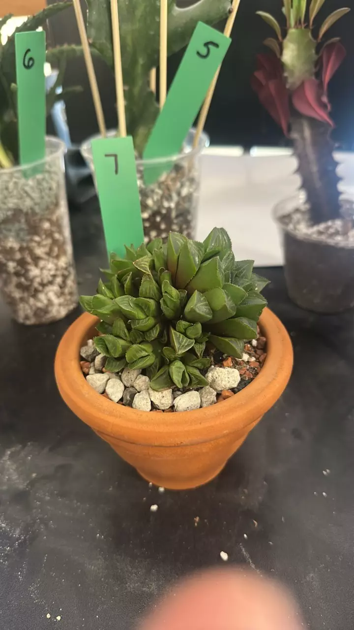 7 Haworthia No ID pot not included thumbnail