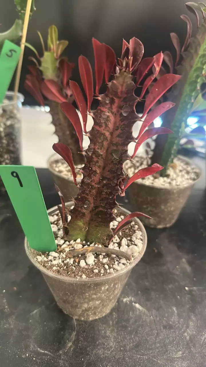 9 euphorbia trigona rubra cutting with roots about 5inch tall thumbnail