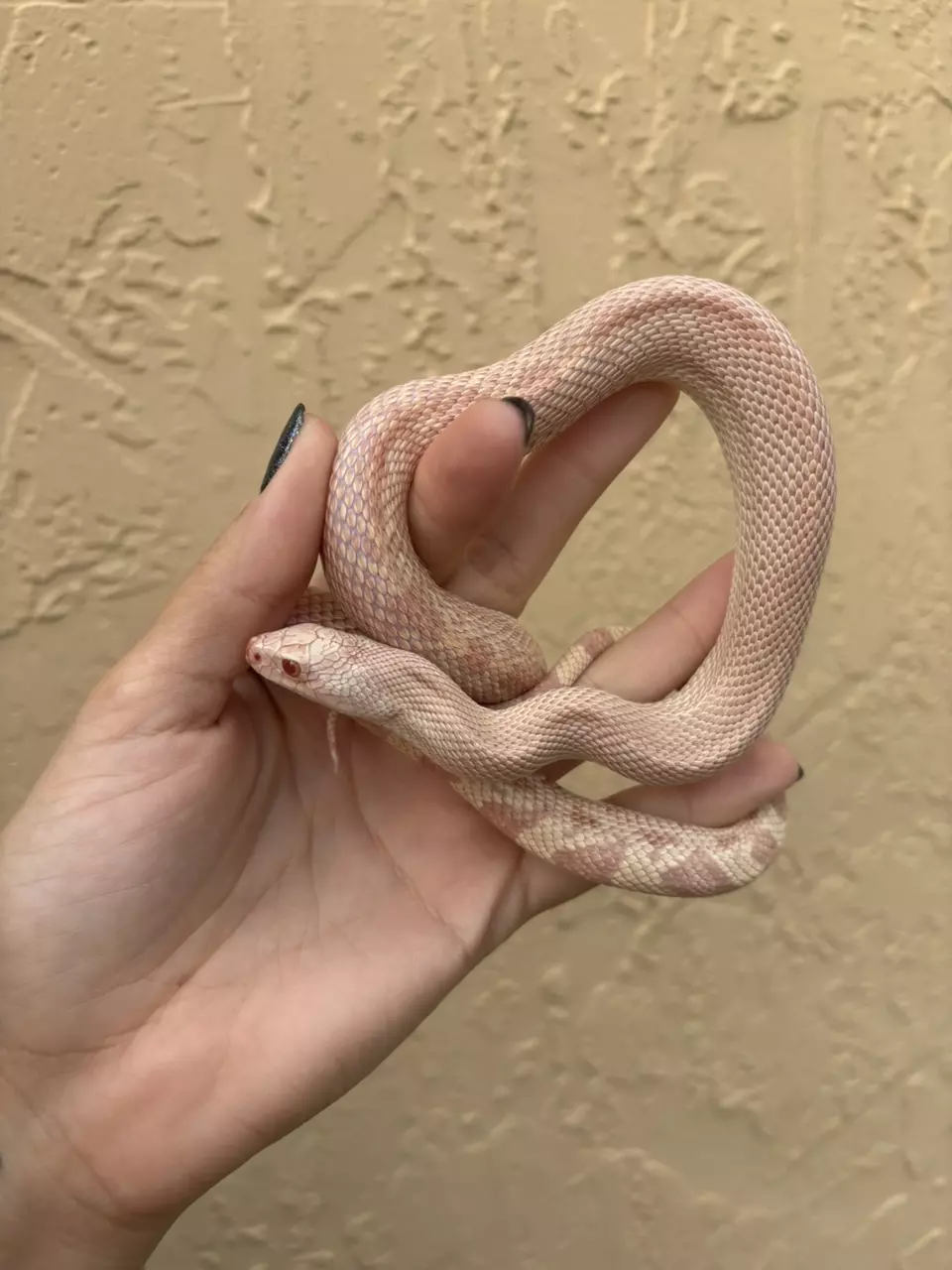 Albino Southern Pine Snake male thumbnail