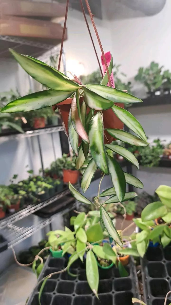 Variegated Hoya Wayetii Tricolor 3" thumbnail