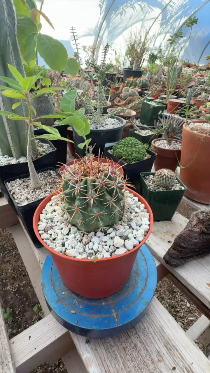 Ferocactus viridence thumbnail