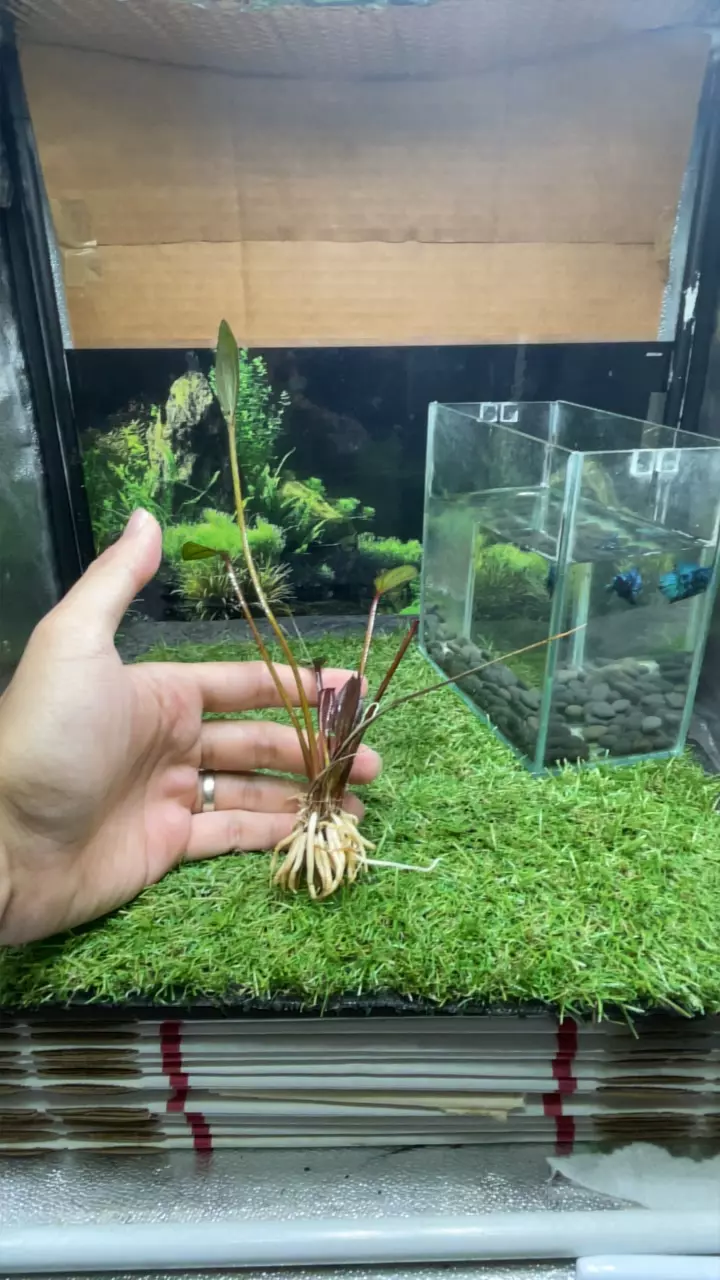 amazon sword ruby red melon thumbnail