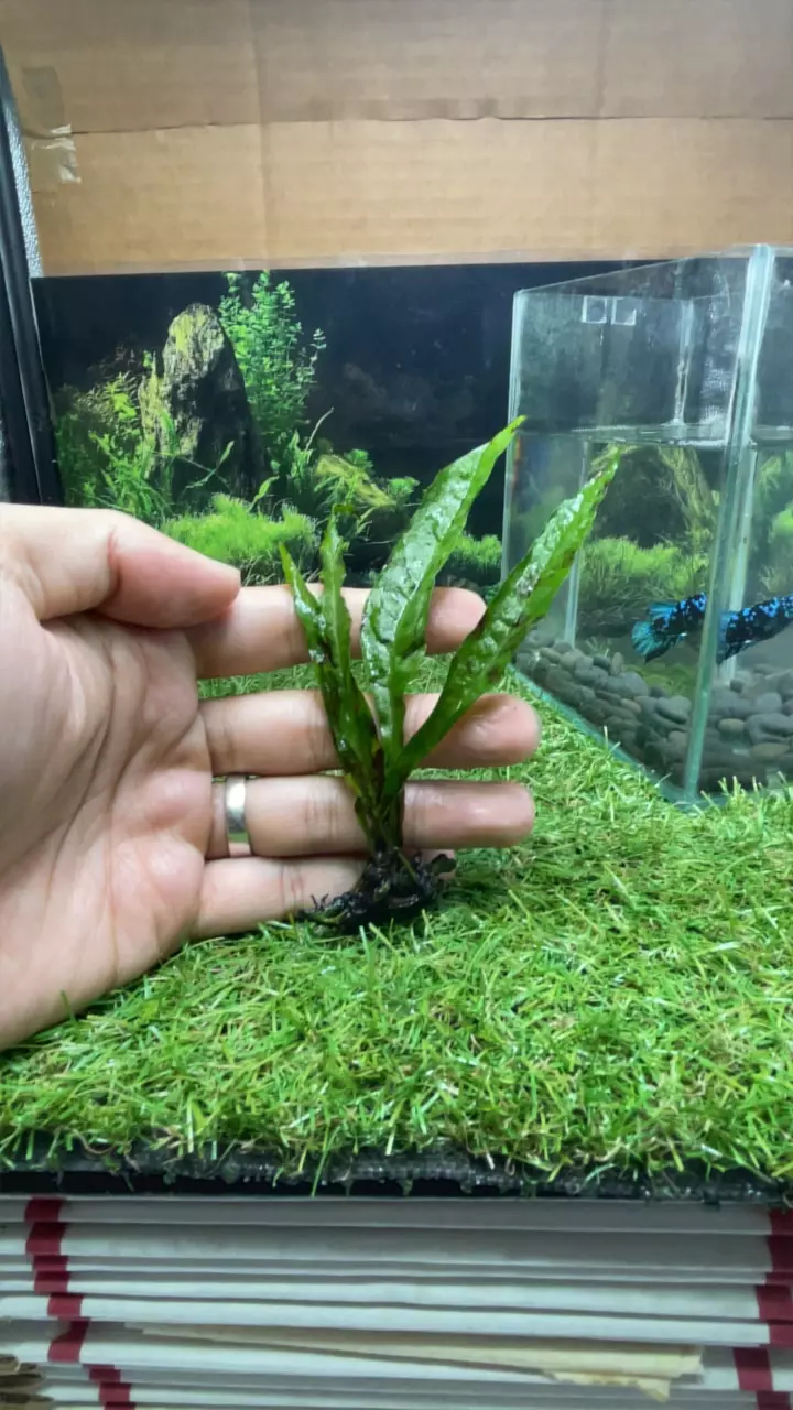 java fern small thumbnail
