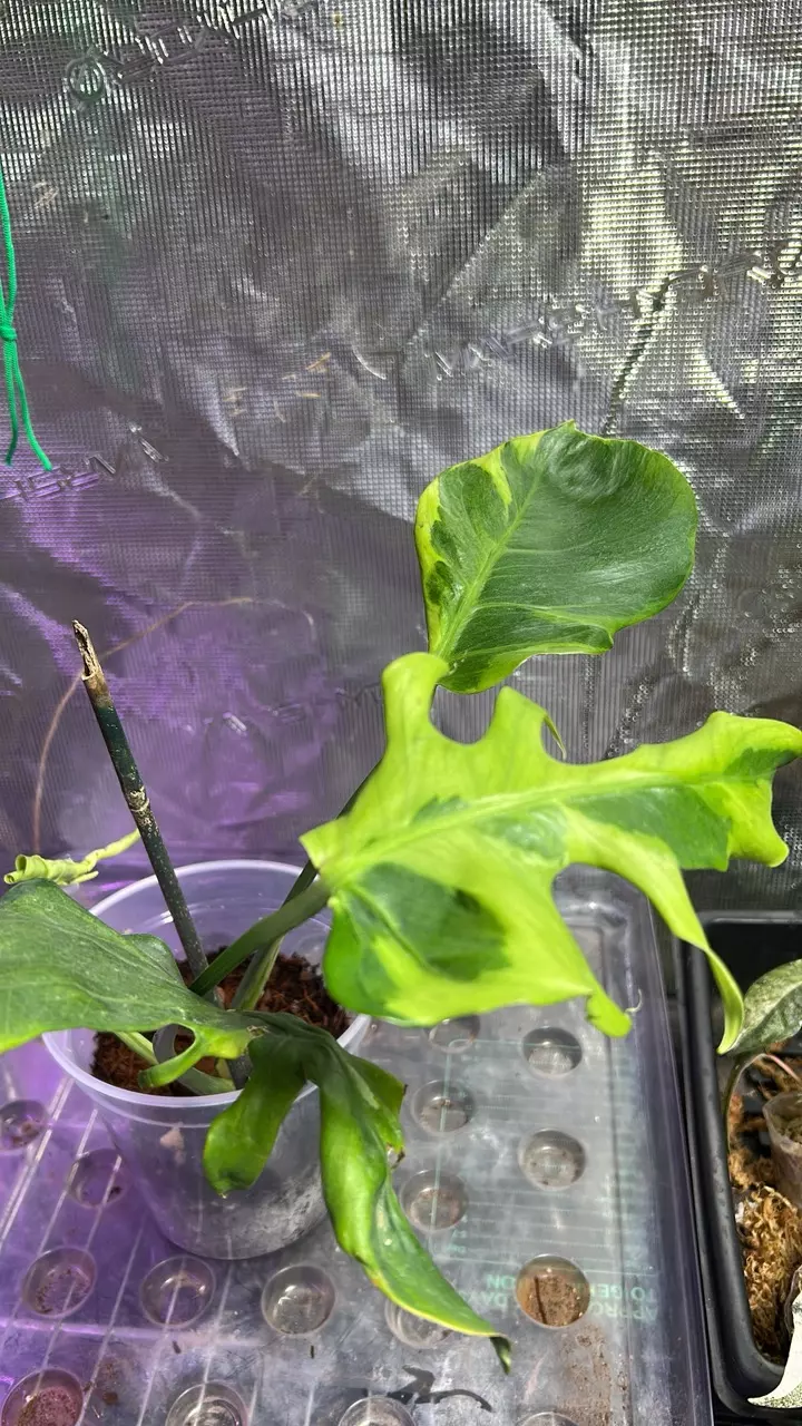Monstera Flamicito with 4 leaves thumbnail