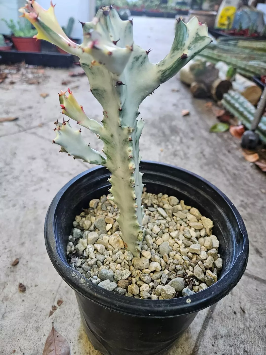 ghost euphorbia thumbnail