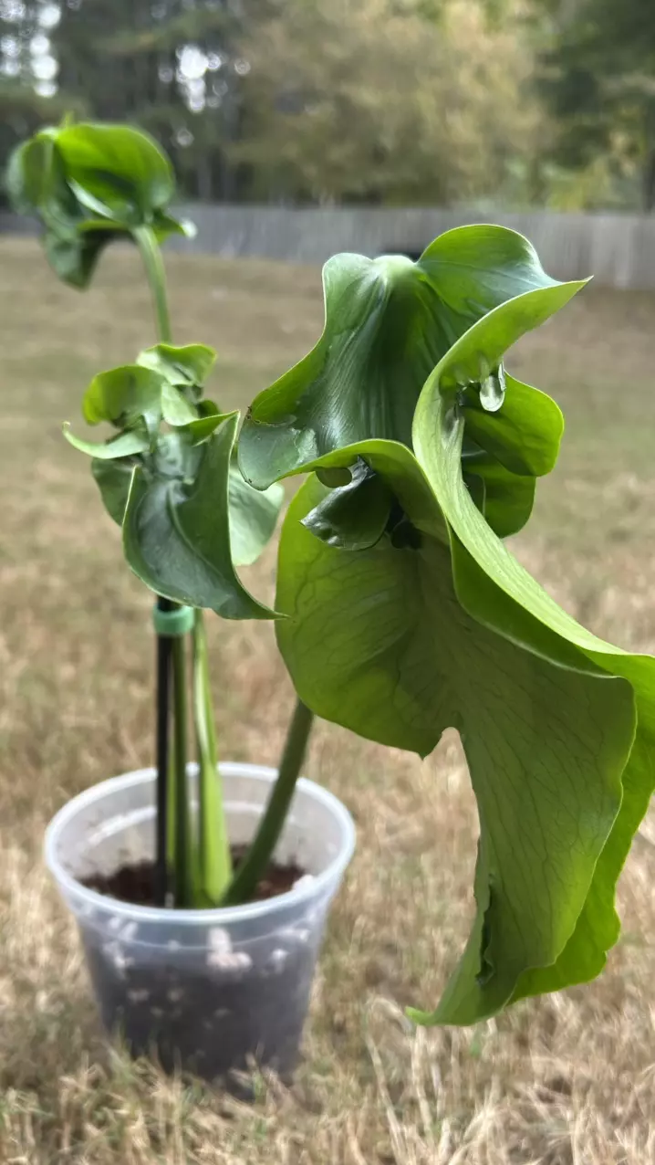 Monstera Hurricane with 3 leaves thumbnail