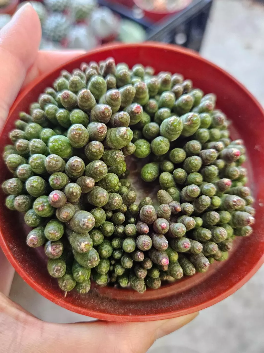 mammilaria bosacana Fred thumbnail