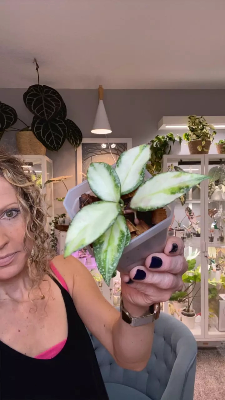 Hoya Nabawanensis variegated thumbnail