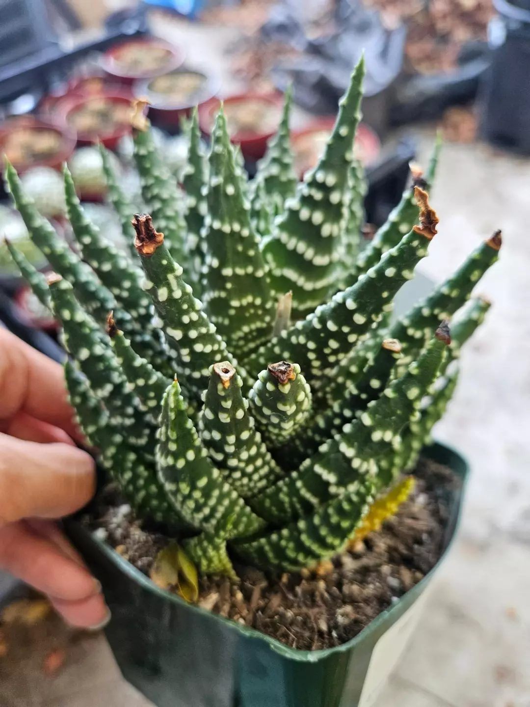 haworthia pumila thumbnail