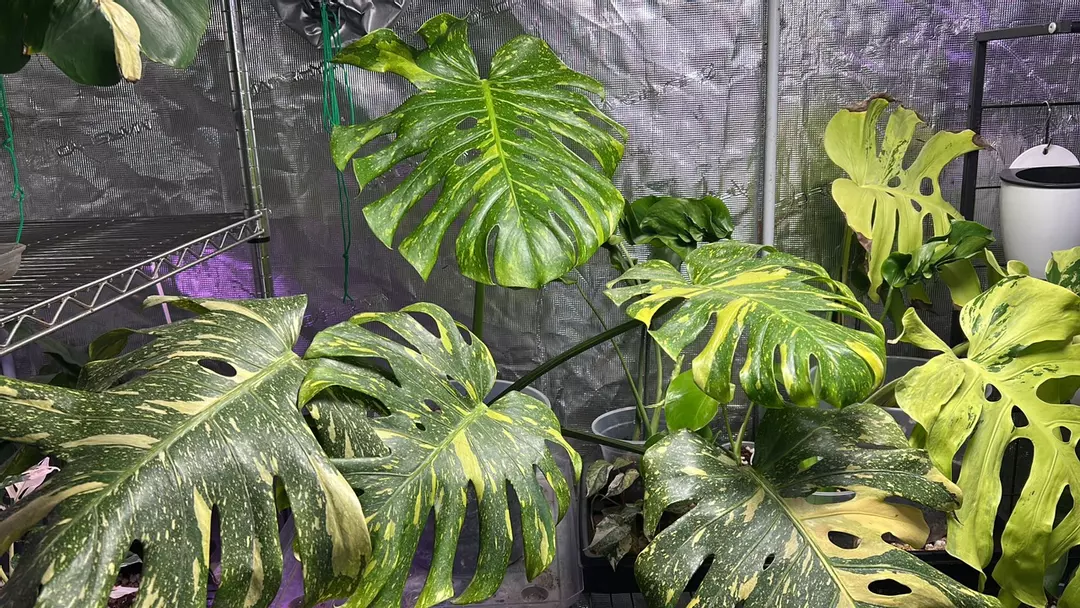 Monstera Electrolyte - HUGE! thumbnail