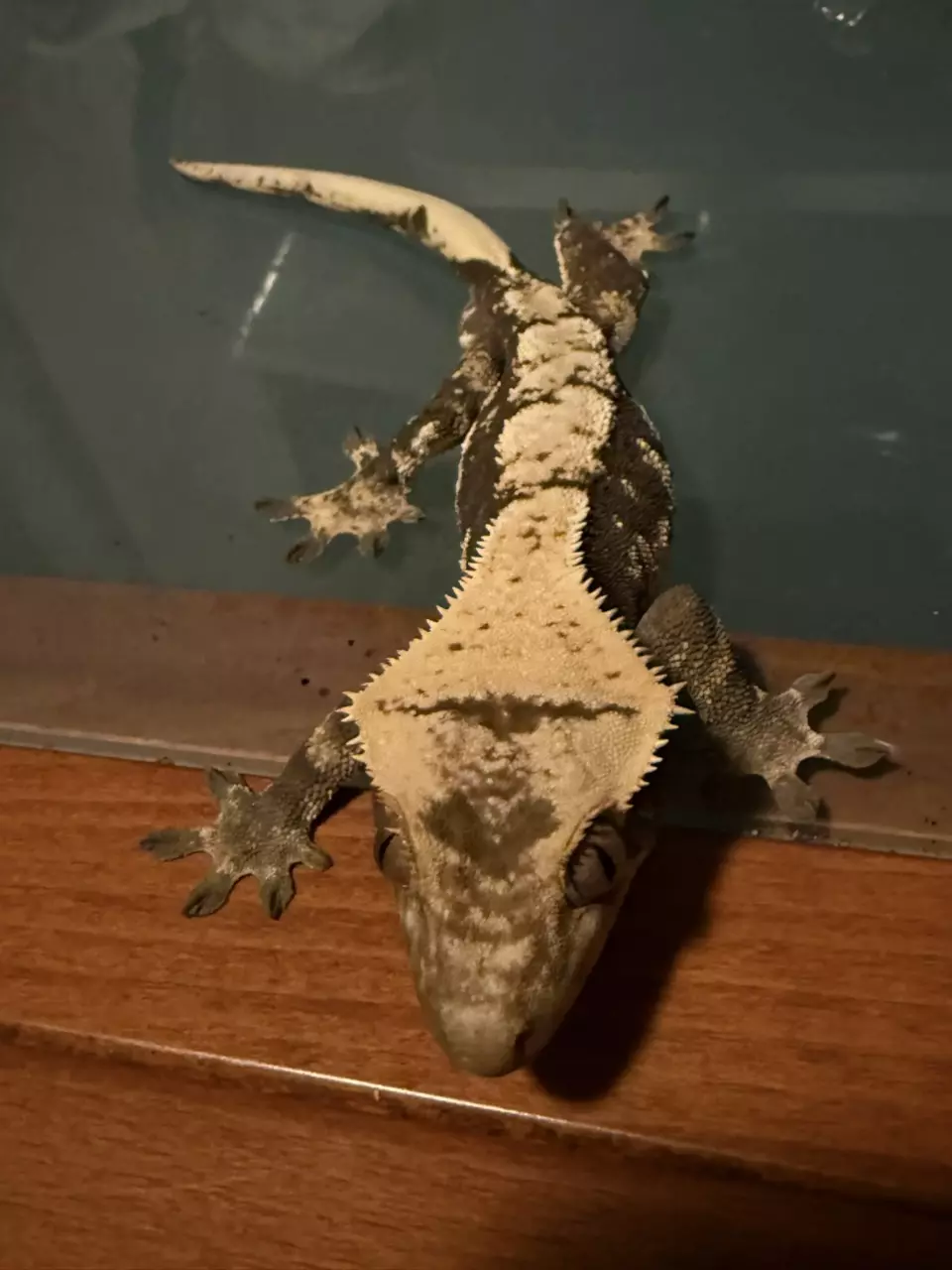 high white Harley 32g M thumbnail