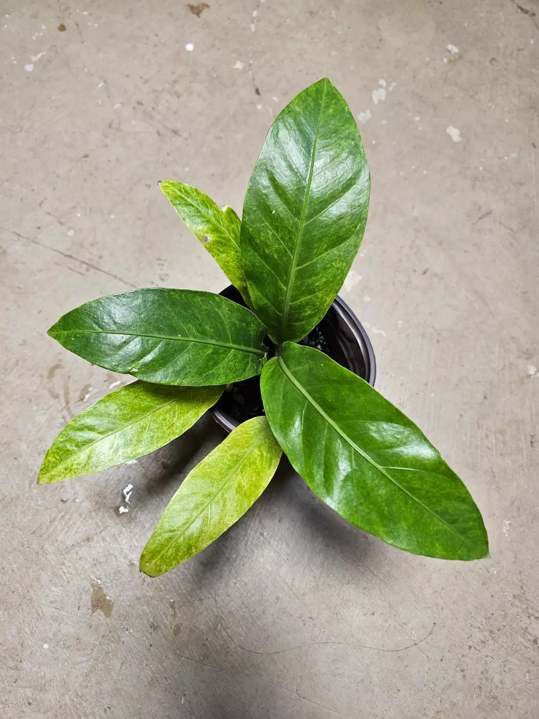 Variegated Anthurium Renaissance #2 thumbnail