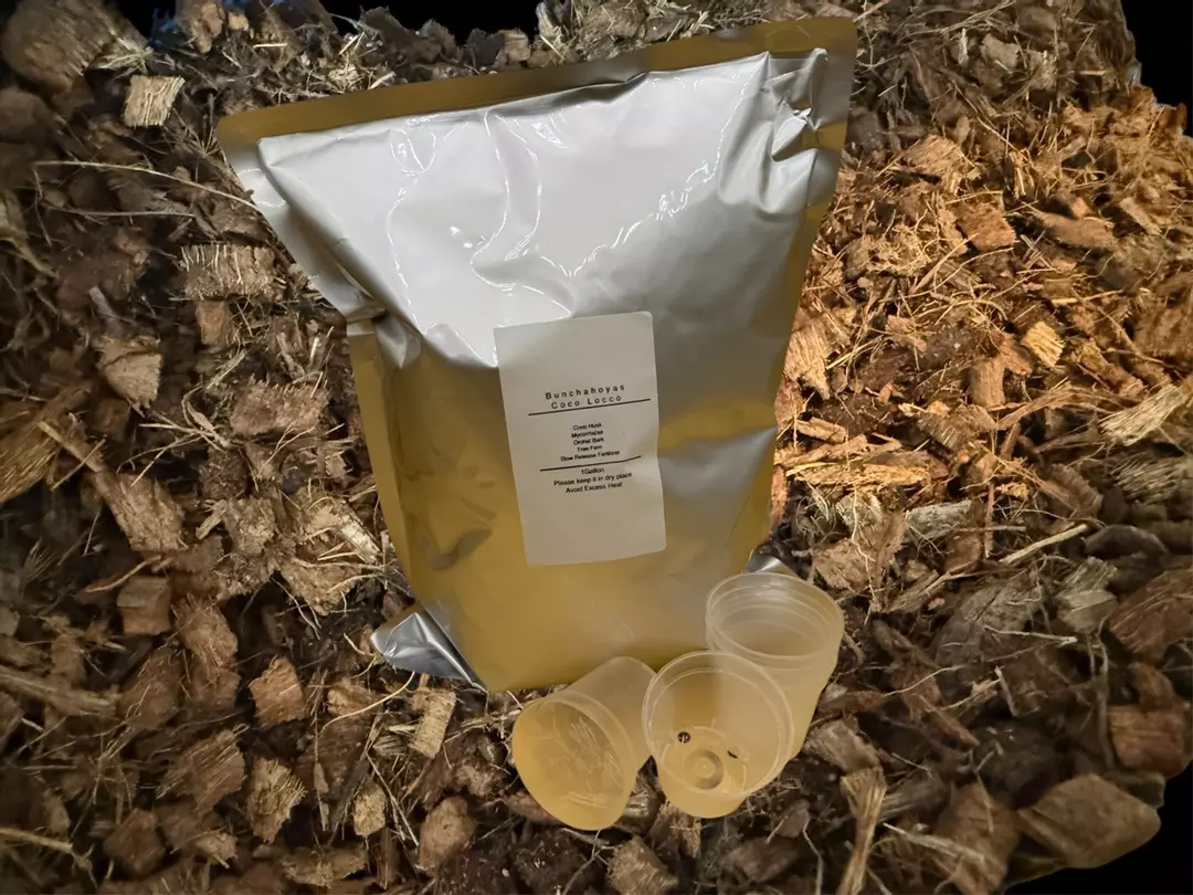 coco locco apprx 1G with 5 mini clear pots included thumbnail