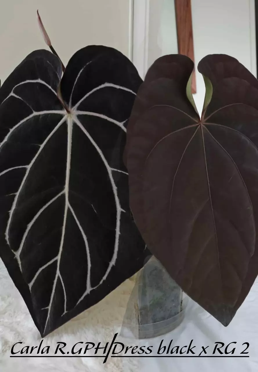 Carla x Dress thumbnail