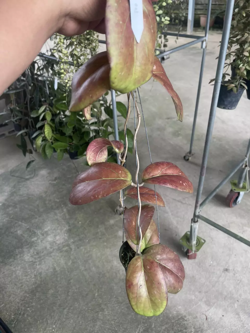 Hoya Vitellina GC thumbnail