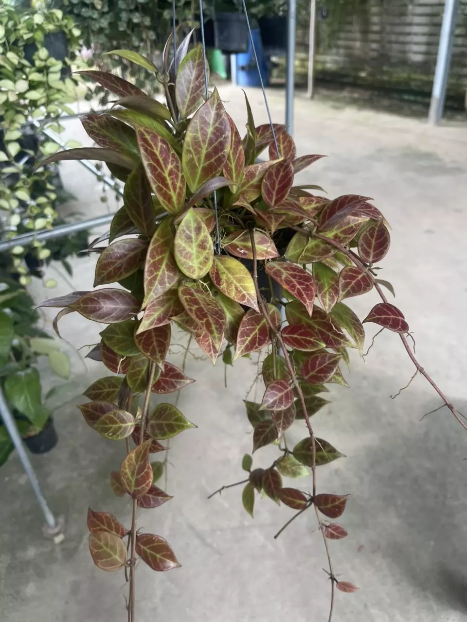 Sunrise GC 2/Pack thumbnail