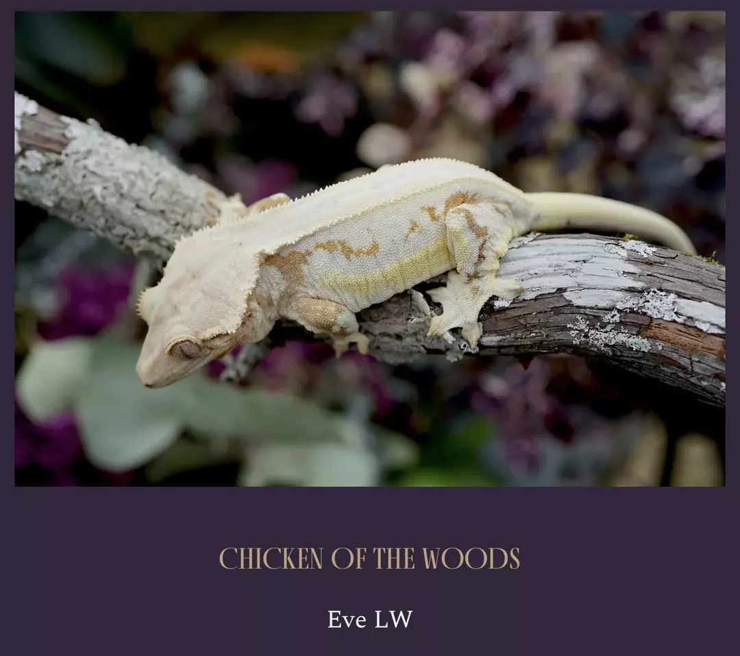 chicken of the woods thumbnail