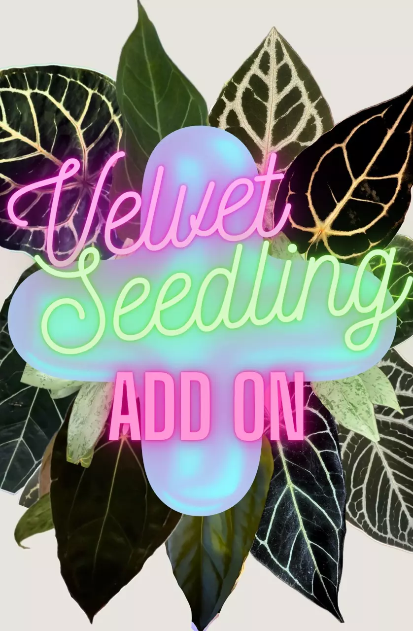 Velvety Seedling Add-on thumbnail