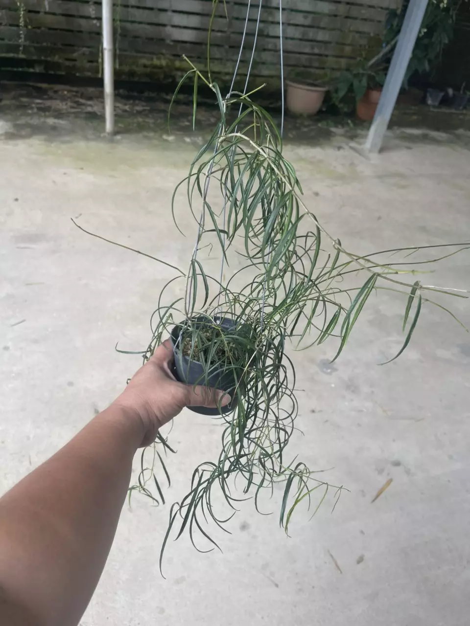 Hoya Stenophylla GC thumbnail