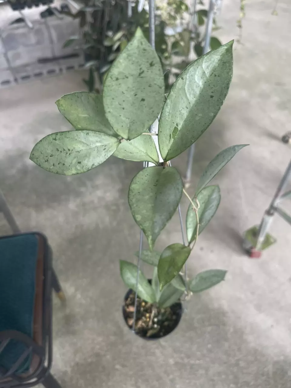 Hoya Blizzard x Crassipitiolata  from seed thumbnail