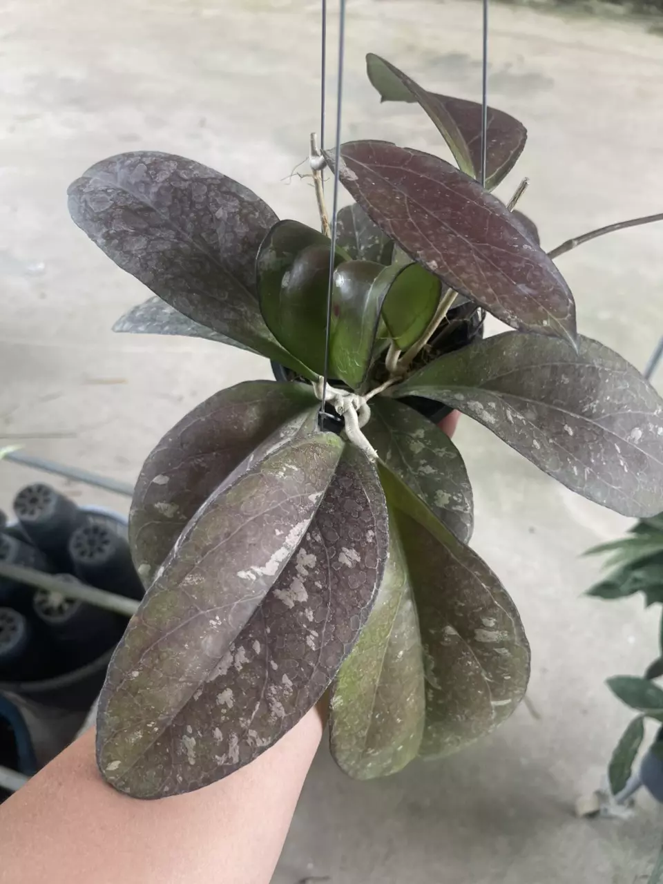 Hoya Nevosa x Joy thumbnail