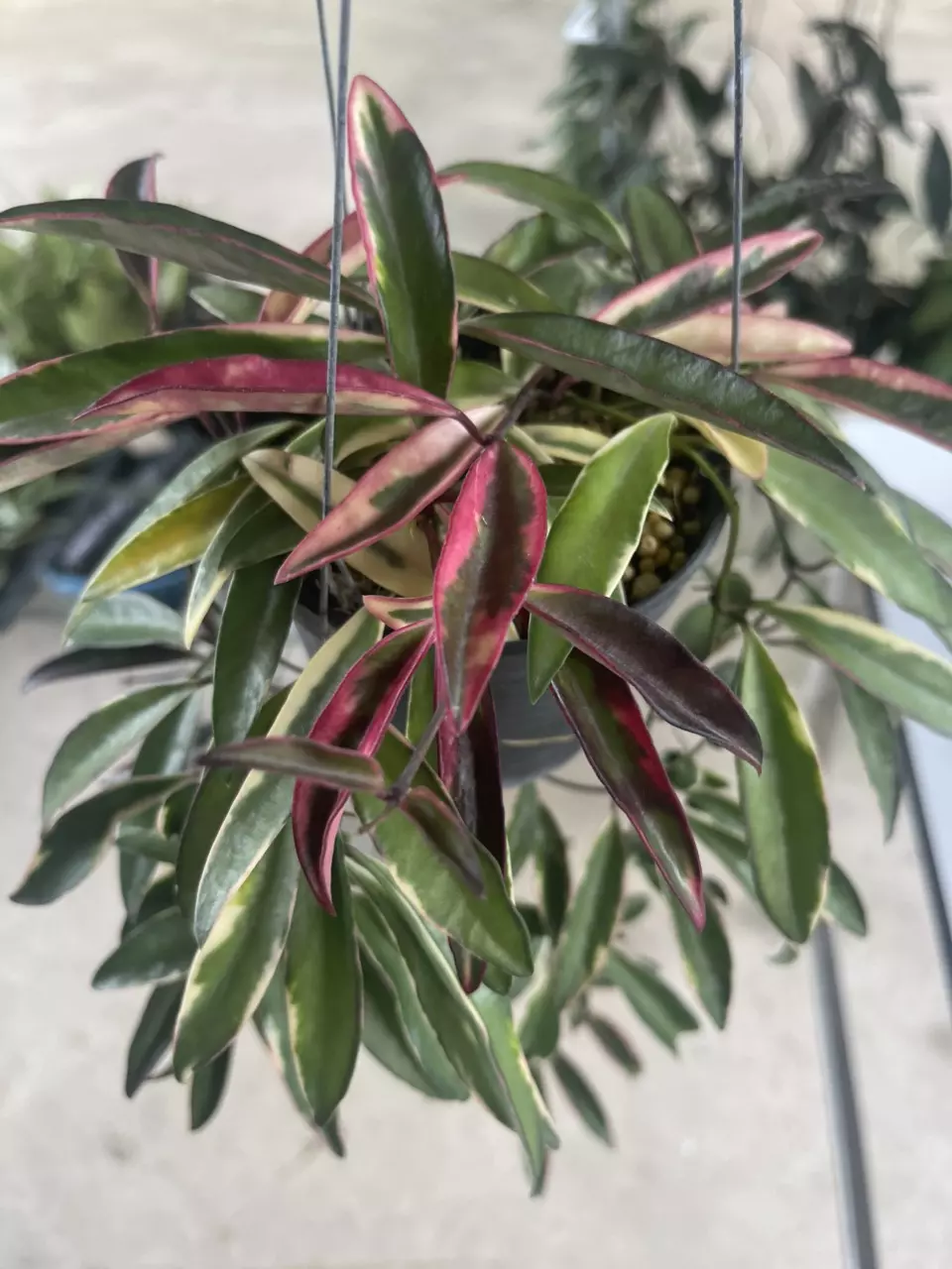 Hoya Kentiana inside Var GC thumbnail