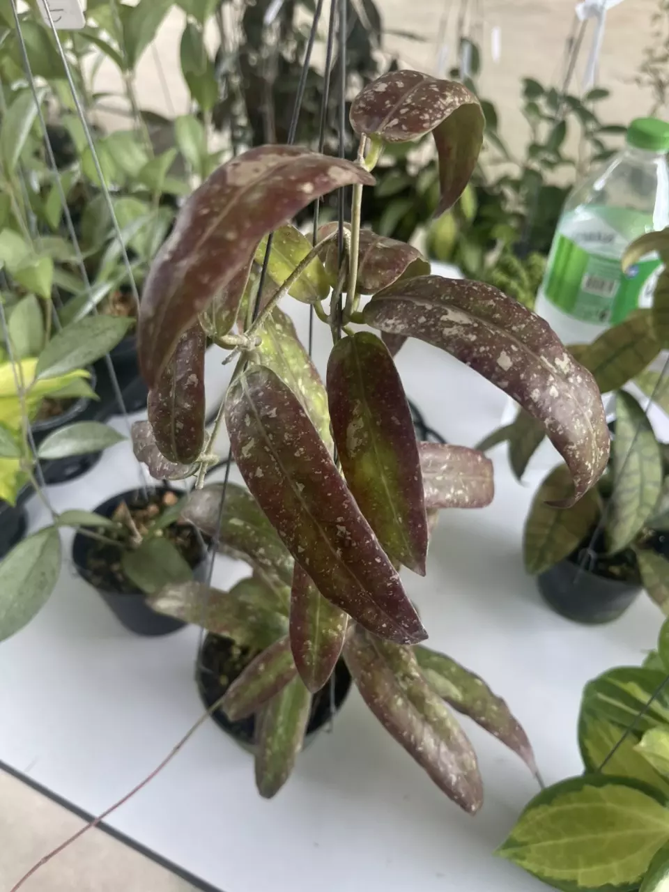 Hoya Sabah GPS 7950 GC thumbnail