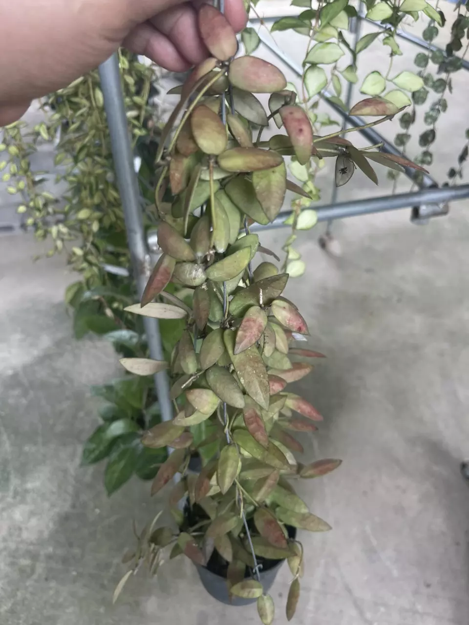 Alas River GC thumbnail